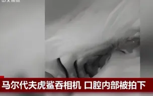 马尔代夫虎鲨吞相机 口腔内部被拍下