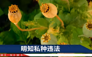 浙江男子把罂粟壳当味精炒菜，自称没多少量，民警在山间找到939株