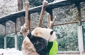 来围观！萌兰萌二雪中撒欢儿