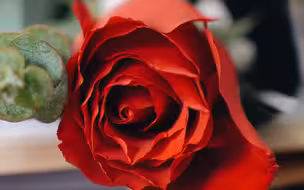 节日快乐！这是你们的节日！笑靥如花！