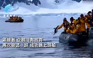 企鹅遭虎鲸捕杀危急关头跳上游船