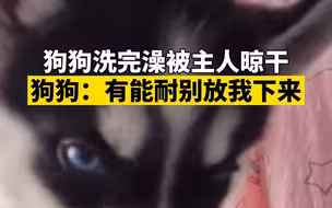 狗狗洗完澡被主人晾干 狗狗：有能耐别放我下来