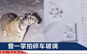 闯村东北虎“完达山一号”疑现身！林中称“王”，东瞅瞅西望望