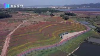 【蓝媒视频】300万株百日草姹紫嫣红染尽幸福湖秋色