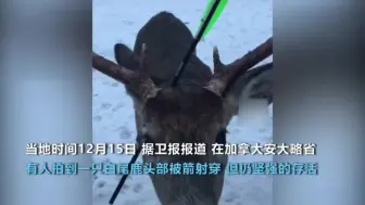 小鹿头部被人用箭射穿 插着箭支依然亲近人类 已有团队帮其拔箭！