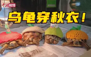 常州一动物园乌龟集体穿“妈妈的秋衣”过冬