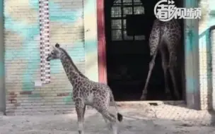 出生就是大长腿！北京动物园新生小长颈鹿与游客见面啦