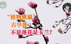 “植物熊猫” 古旱莲不是莲花是玉兰？