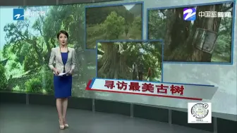 龙泉这棵千年古树，迎来生命中的“第二个豆蔻年华”