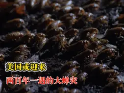美国或遭遇两百年一遇的大蝉灾