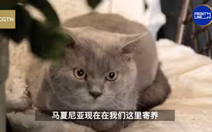 猫的心理状况是最差的 跟丽娜了解乌克兰“宠物难民”