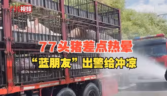 “有事儿他真上！”77头猪险被热晕 司机电话求助“蓝朋友”