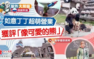 旅外大熊貓·俄羅斯篇｜如意丁丁超萌營業　獲評「像可愛的熊」