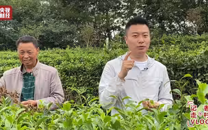 记者走村Vlog｜恩施玉露一相逢，便胜却人间无数！央视记者为你揭秘9道工序如何铸就一杯好茶