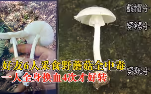 好友6人爬山采食野蘑菇全中毒，医生：白毒伞，会引起肝功能衰竭
