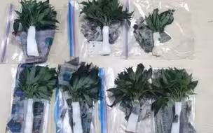 坚决抵制毒品侵蚀！深圳海关查获59株活体大麻植物