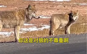 “你这是对狼的不尊重...”