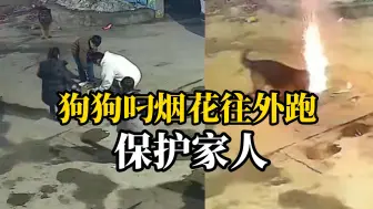 主人在院内放烟花，狗狗叼起烟花就往外跑，网友：狗狗护院心切