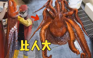 长了50年的深海大章鱼，立起来比人还高，大的太恐怖了！