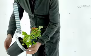 植物为何总是向上生长？不是因为光照！