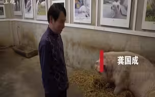 “猪坚强”因年老衰竭去世，这里有一段“猪坚强”生前珍贵影像