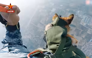 帅！空降兵抱空降犬高空跳伞