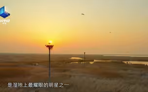 黄河三角洲有一个形似牛油果的小岛