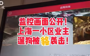 野生“貉”现身上海逾百个小区，数量多还“袭击”人和宠物
