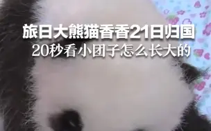 旅日大熊猫香香21日归国，20秒看小团子是怎么长大的！