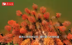 进入最佳观赏期！华南国家植物园的落羽杉红了
