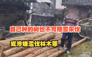 自己种的树也不可随意采伐，四川一村民砍伐自家514株柳杉，涉嫌滥伐林木罪被刑拘