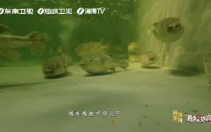 不必冒死吃河鲀了！他们这样帮河鲀“戒毒”