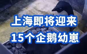 15枚企鹅同时孵化中！上海即将迎来15个企鹅幼崽