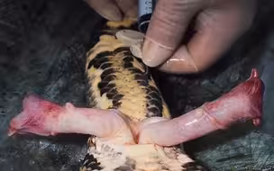 蛇是怎么繁衍后代的？这种生殖方式简直颠覆你的认知！@油兔不二字幕组