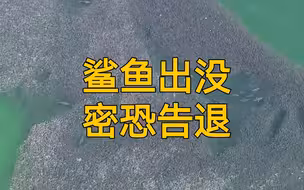 看！幸福来得太快，就像这20余条鲨鱼，被龙卷风般的鱼群包围了