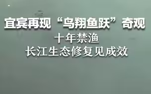 宜宾三江口再现“鸟翔鱼跃”奇观，十年禁渔长江生态修复见成效