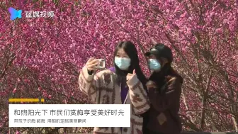 美不胜收！立春到 梅花闹