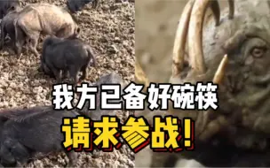 美国野猪泛滥成灾，中国吃货：我可以（结尾附详尽攻略）