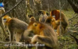 在线吃播！沉浸式感受金丝猴组团聚餐