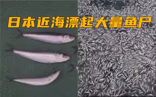 头皮发麻！日本近海漂起长4公里“鱼尸长廊”，原因不明