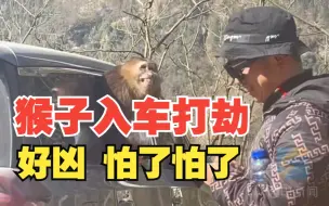 猴子入车“打劫”表情凶狠 “我的地盘 当然我做主”
