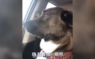 刚看完牙医的狗狗