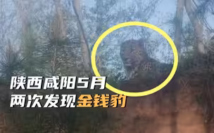陕西咸阳5月两次发现金钱豹：一次游客拍到，一次村民放牛发现