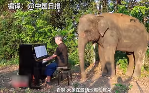 大象爱听贝多芬？ 钢琴家用音乐治愈大象