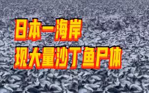 日本专家称鱼群为躲捕食被冲上岸