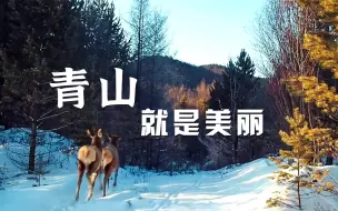 青山就是美丽 森林里的“警察故事”