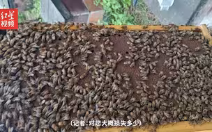 蜂农328箱蜜蜂因农药喷洒全部死亡 镇政府：将协调解决