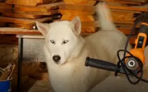第六代俄罗斯“嚎叫犬”新鲜出炉 战斗民族培育新犬种黏人又善战！