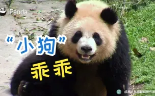 “小狗”乖乖