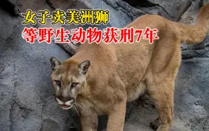 女子卖美洲狮等野生动物获刑7年：境外购入境内销售